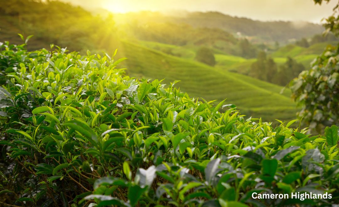 cameron highlands malaysia